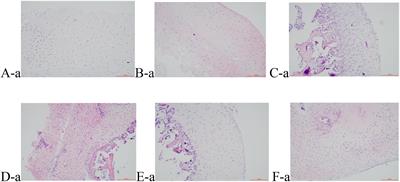 Efficacy and Mechanism of Electroacupuncture Treatment of Rabbits With Different Degrees of Knee Osteoarthritis: A Study Based on Synovial Innate Immune Response